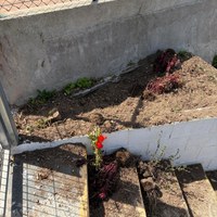 PlantesDaltmar3OK.jpg